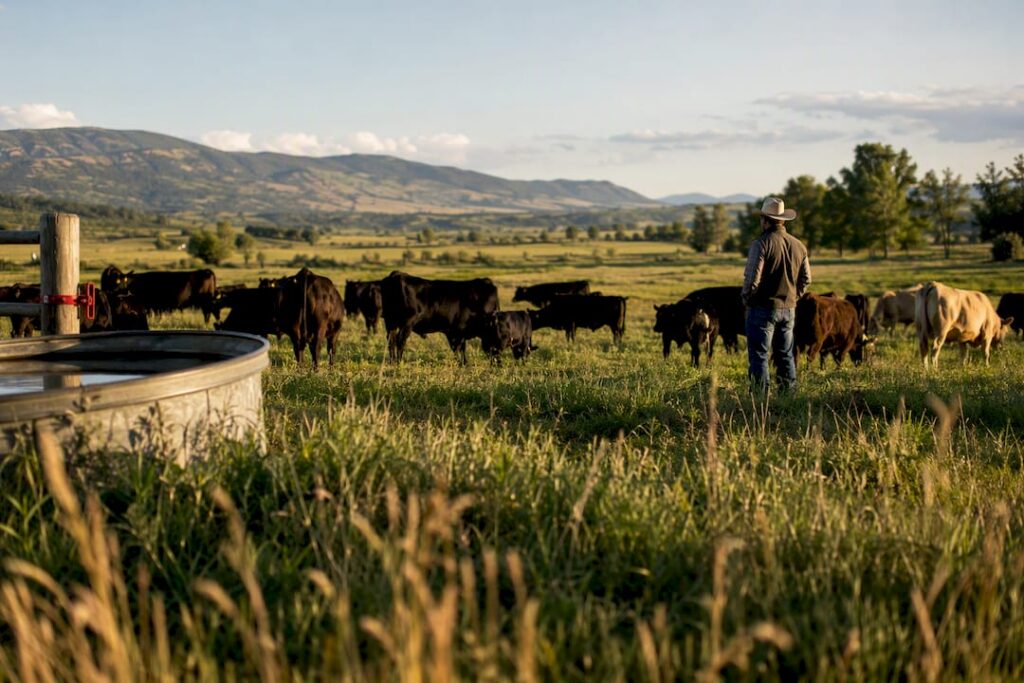 Cattle grazing on a resilient ranch pasture